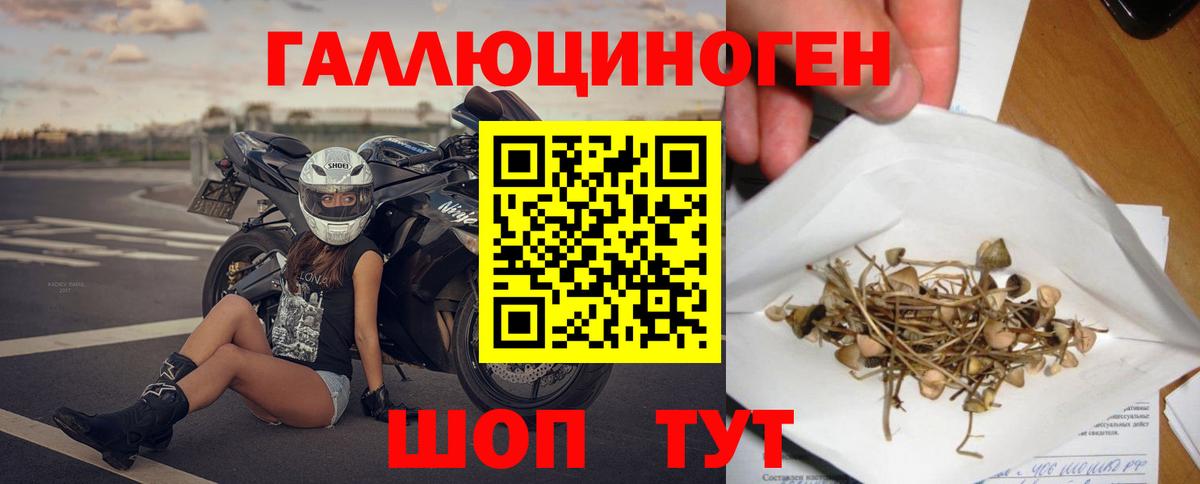Галлюциногенные грибы Psilocybine cubensis Минусинск